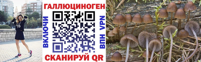 даркнет как зайти  Новосиль  Галлюциногенные грибы Psilocybe  где продают  